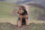 WELSH TERRIER 132
